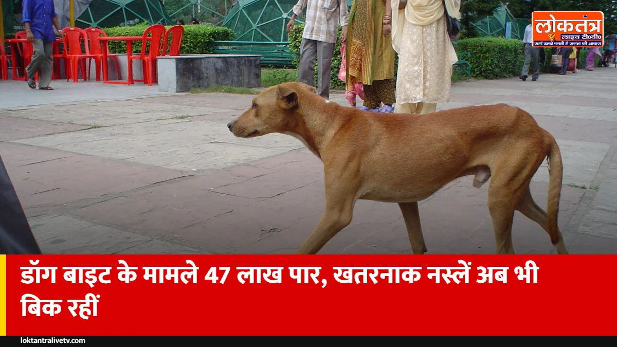 देश में कुत्तों के काटने के मामले 3 साल में 17 लाख बढ़े, प्रतिबंध के बावजूद बिक रहीं खतरनाक नस्लें