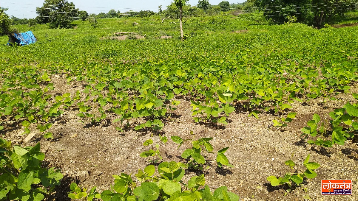 महाराष्ट्र में सोयाबीन का खेत (प्रतीकात्मक)