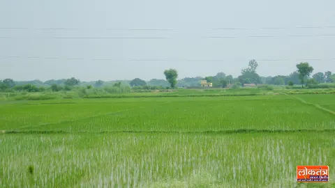 सुल्तानपुर: पुल निर्माण का मलबा न हटने से नाला जाम, सैकड़ों बीघा धान की फसल डूबी