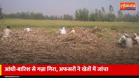 बस्ती में आंधी-बारिश से गिरा गन्ना: अफसरों ने खेतों में देखा नुकसान, किसानों को दी सलाह