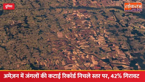 अमेज़न में जंगलों की कटाई रिकॉर्ड निचले स्तर पर, एक साल में 42% की गिरावट