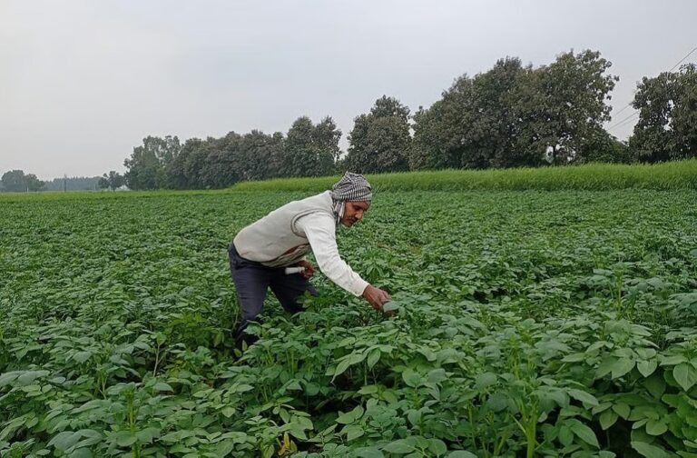 फसल बीमा घोटाले की रिपोर्ट तलब, कृषि मंत्रालय सख्त; विभागीय अफसरों-कर्मचारियों पर कार्रवाई तय