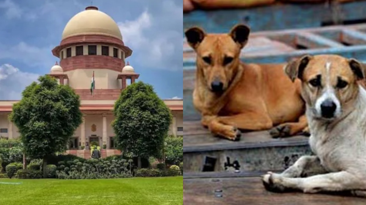 'जो डरते हैं उनको काटते हैं कुत्ते', SC की बात सुनकर सिर हिलाने लगे डॉग लवर्स तो जज ने टोका और कही ये बात