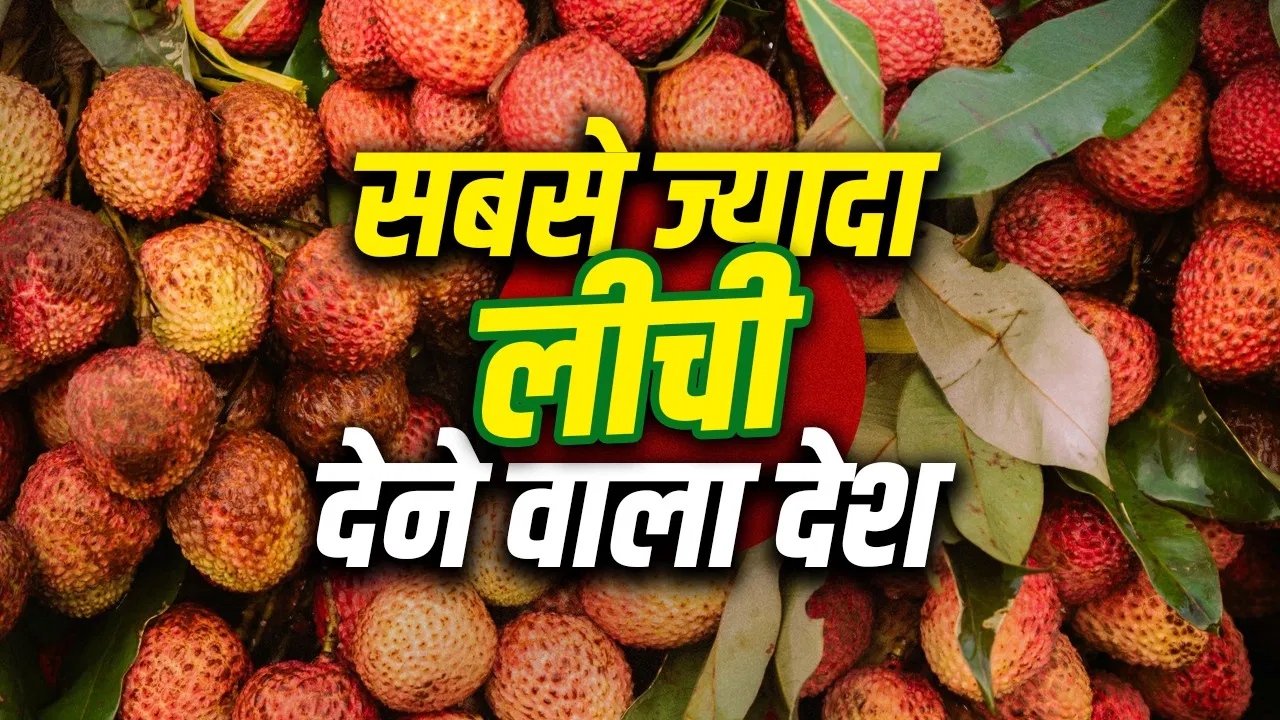 लीची का सबसे बड़ा उत्पादक कौन? जानकर चौंक जाएंगे, भारत नहीं है नंबर-1