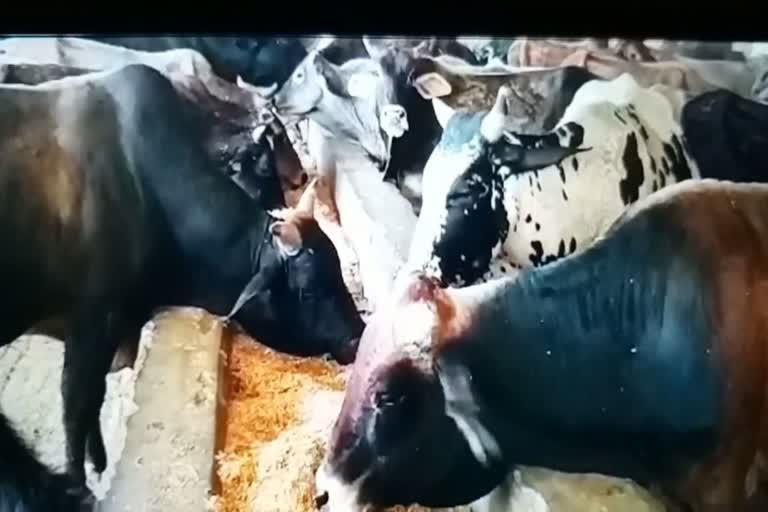 जालौन : रोमई मुस्तकिल मेंकरोड़ों की लागत से बनीबृहद गौशाला कबाड़ का रूप किए धारण, मुख्य पशु चिकित्सा अधिकारी के आदेशों के बाद नहीं हुई कोई कार्रवाई