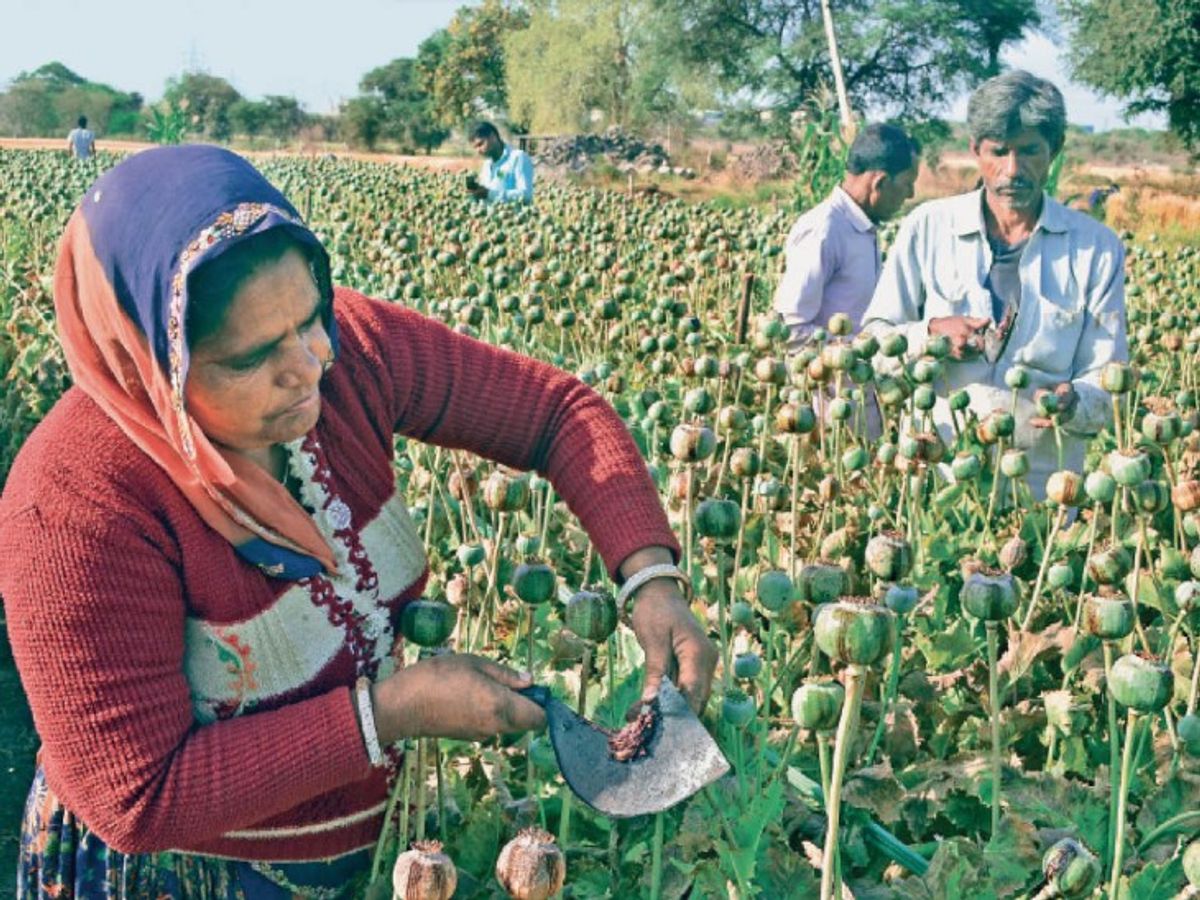 Opium Cultivation: इस देश में होती है अफीम की सबसे ज्यादा खेती, जानिए किस नंबर पर आता है भारत?