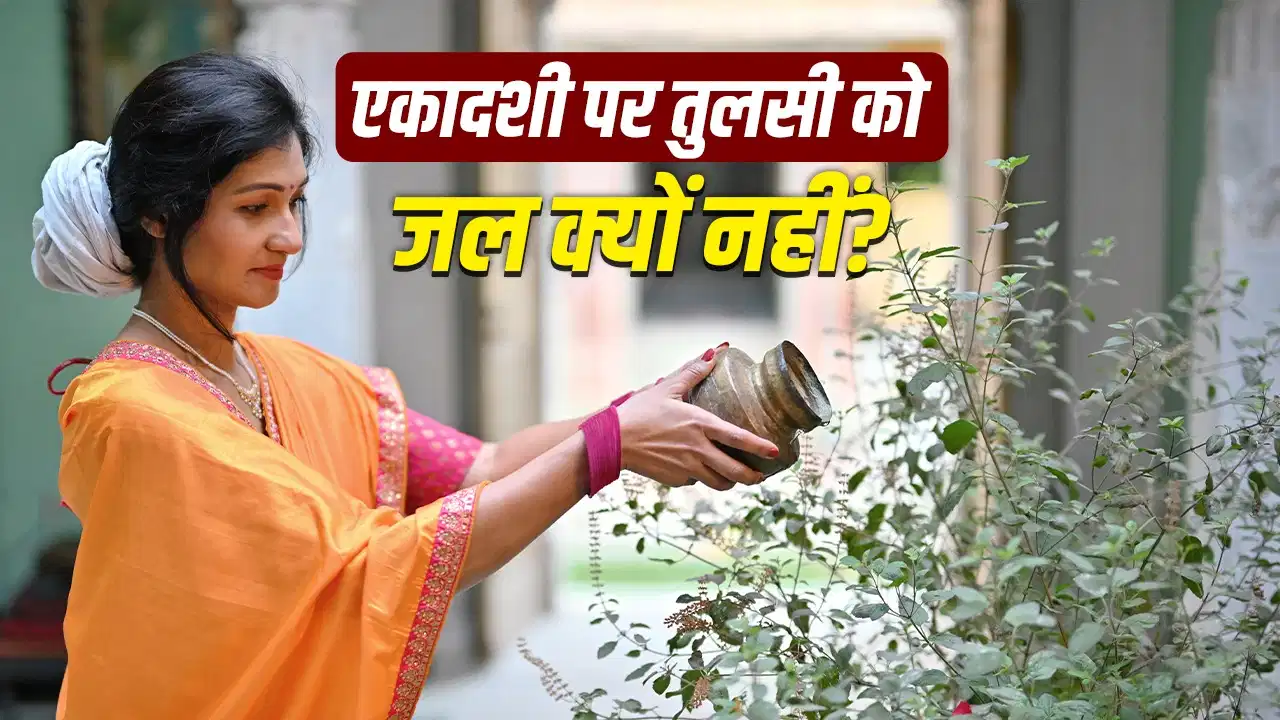 एकादशी पर तुलसी पूजा का सही नियम क्या है? जानिए जल अर्पित करना चाहिए या नहीं
