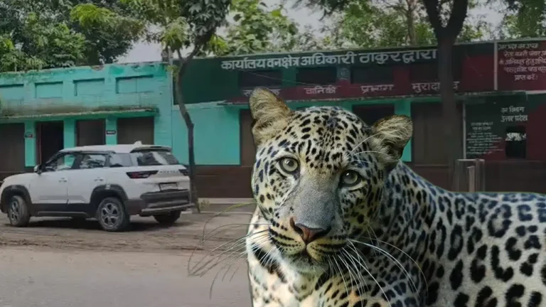 मुरादाबाद में तेंदुए का खौफ! चारा लेने गई महिला पर हमला, 30 टांके लगने के बाद बची जान