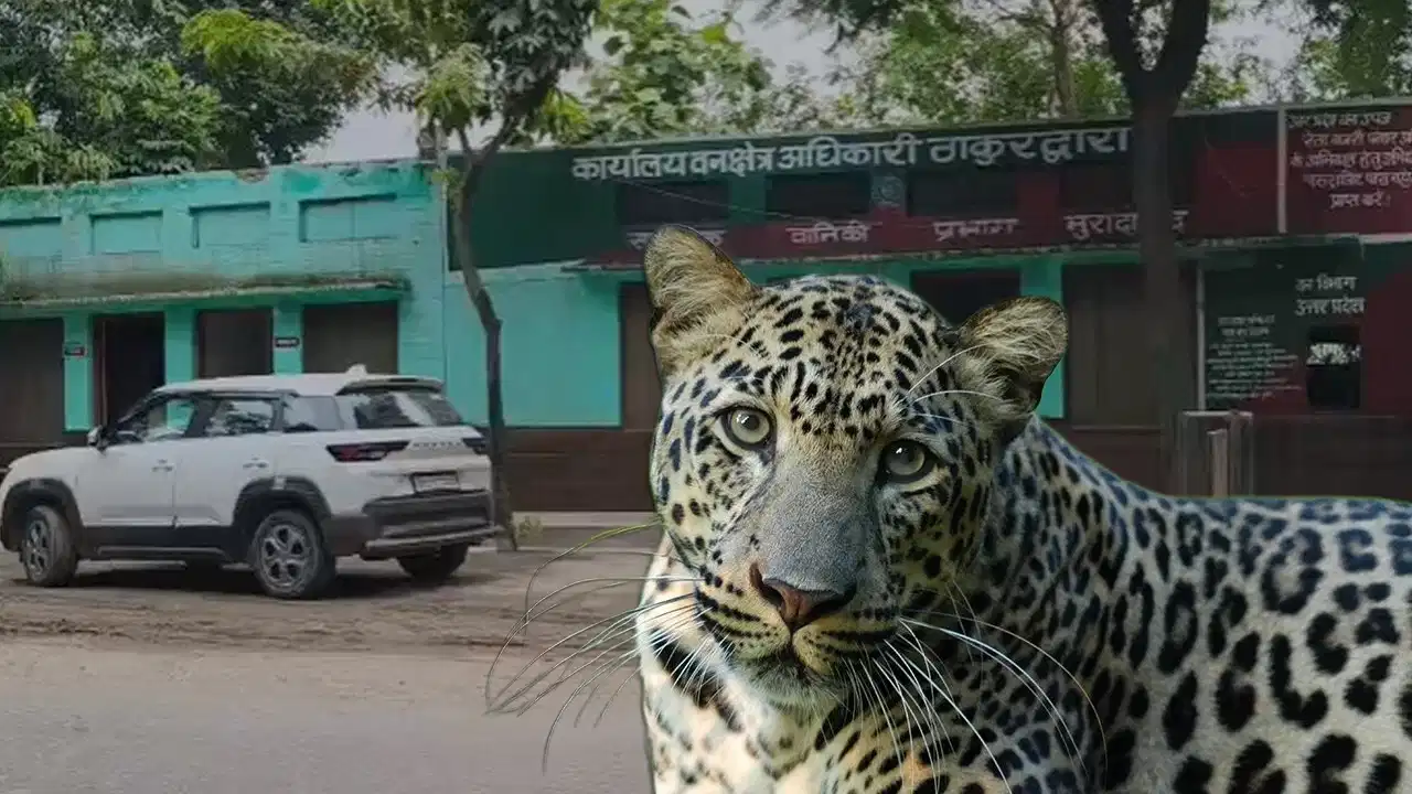 मुरादाबाद में तेंदुए का खौफ! चारा लेने गई महिला पर हमला, 30 टांके लगने के बाद बची जान