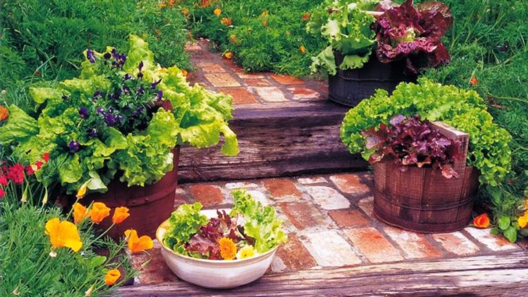 Kitchen Garden Care Tips: गर्मियों में कैसे करें अपने किचन गार्डन की देखभाल? इन आसान उपायों से हमेशा हरा-भरा रहेगा गार्डन