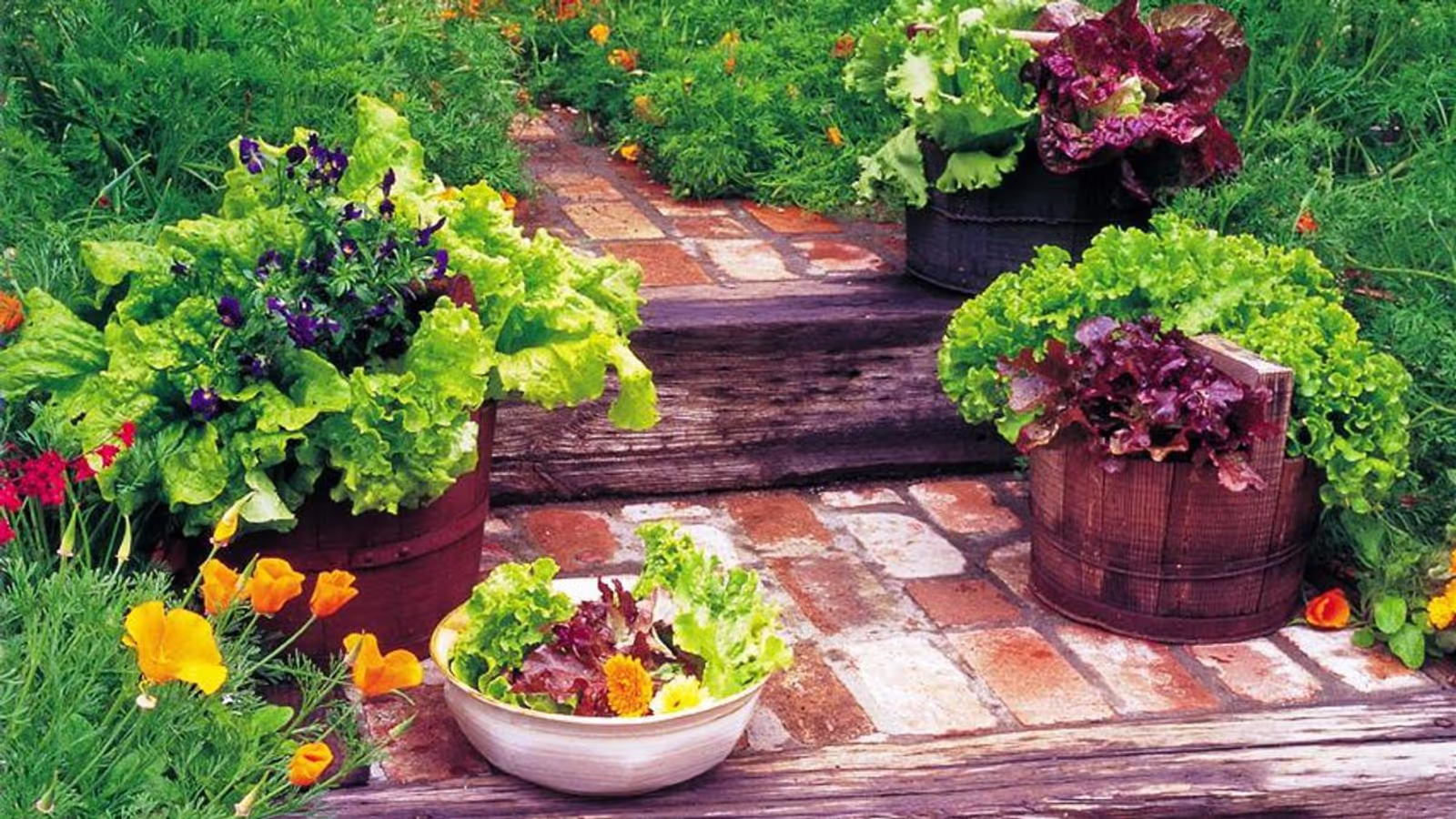 Kitchen Garden Care Tips: गर्मियों में कैसे करें अपने किचन गार्डन की देखभाल? इन आसान उपायों से हमेशा हरा-भरा रहेगा गार्डन