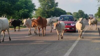 *बांदा रोड पर अज्ञात वाहन की टक्कर से गोवंश की मौत, गौ रक्षा प्रकोष्ठ में आक्रोश*