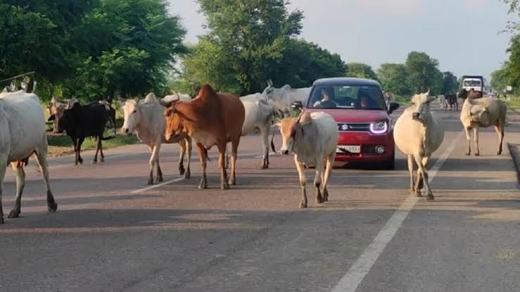 *बांदा रोड पर अज्ञात वाहन की टक्कर से गोवंश की मौत, गौ रक्षा प्रकोष्ठ में आक्रोश*