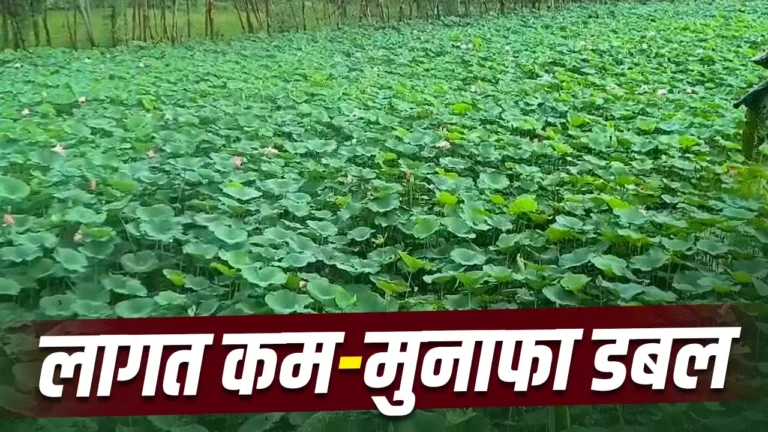 Moradabad Farming: मुरादाबाद के किसानों ने छोड़ी धान की खेती, अब ‘कमल’ की खेती से कमा रहे लाखों रुपये