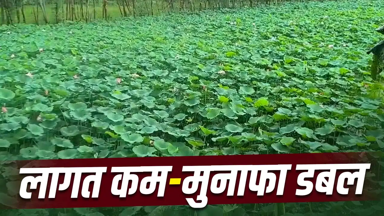 Moradabad Farming: मुरादाबाद के किसानों ने छोड़ी धान की खेती, अब ‘कमल’ की खेती से कमा रहे लाखों रुपये