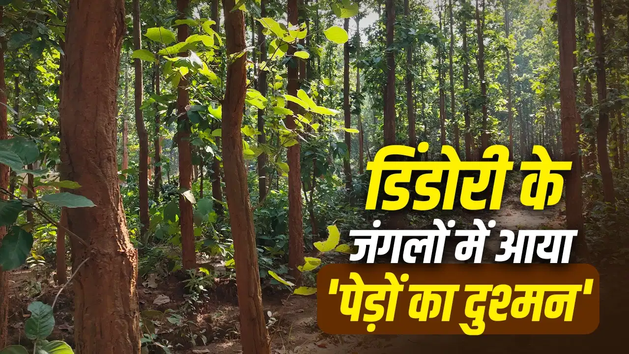 MP के जंगलों में ‘पेड़ों का दुश्मन’ साल बोरर की वापसी, एक कीड़ा पकड़ने पर मिलेंगे 2 रुपये… जानिए क्यों हर 30 साल में लौटता है ये कीट