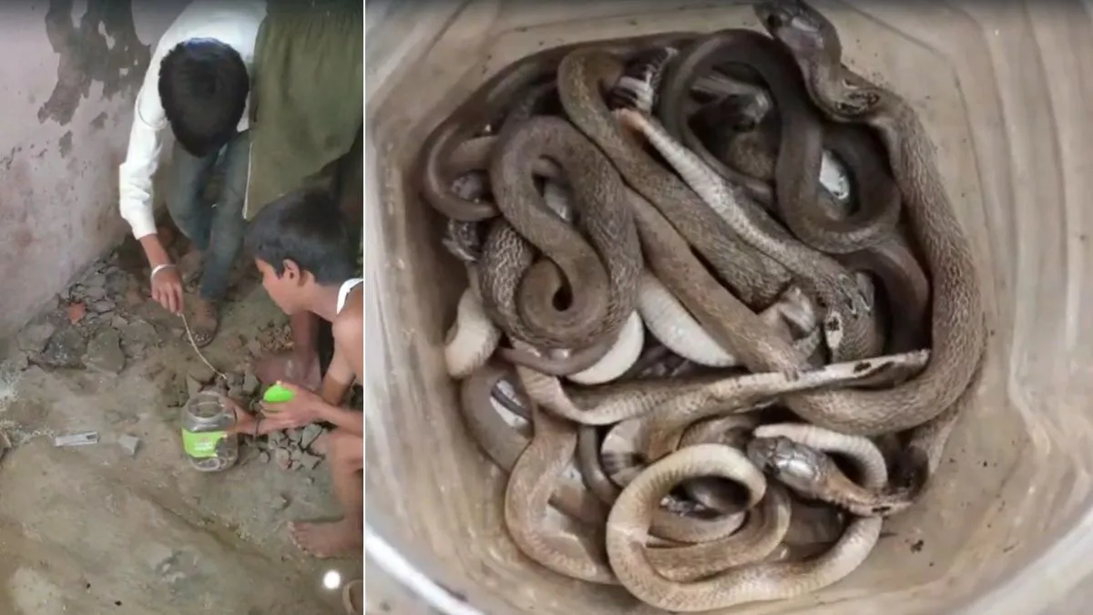 सिद्धार्थनगर में घर से लगातार निकल रहे सांप के बच्चे, 30 से ज्यादा मिलने से परिवार में दहशत