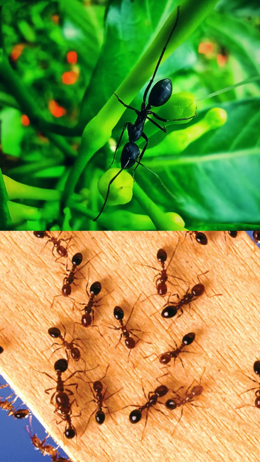How Ants Choose The Best Path: फैसले लेने में बेस्ट क्यों मानी जाती हैं चींटियां, इनसे क्या सीखना जरूरी?