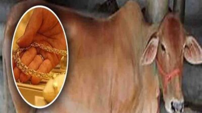 बैल ने निगल लिया 3 तोले का मंगलसूत्र, एक्स-रे से चला पता; सर्जरी कर डॉक्टरों ने निकाला सोना